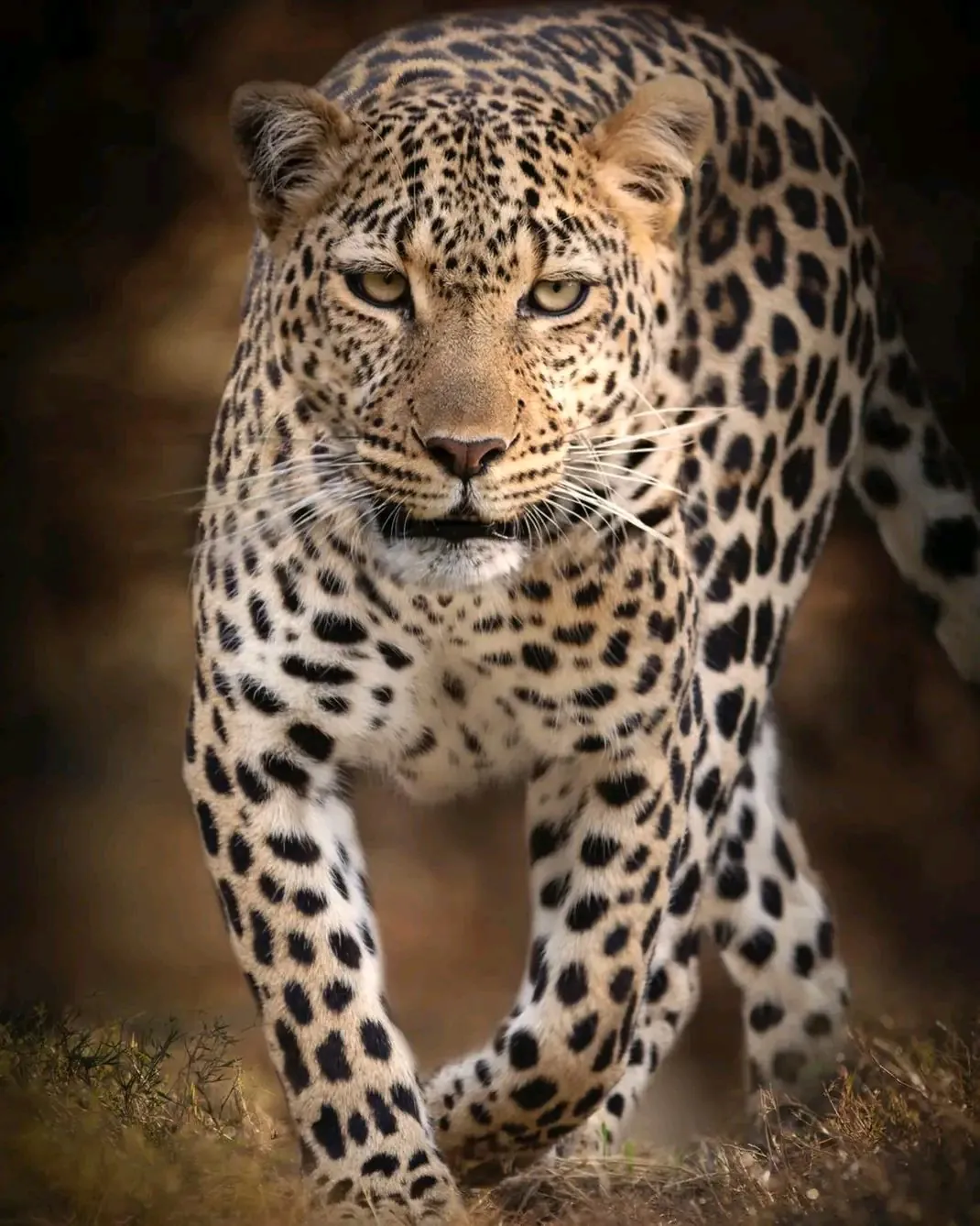 Tanzania safari landscape