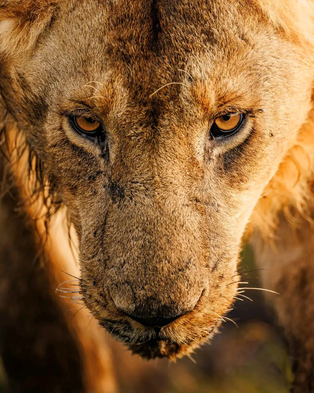 Wildlife at Lake Manyara, Tanzania