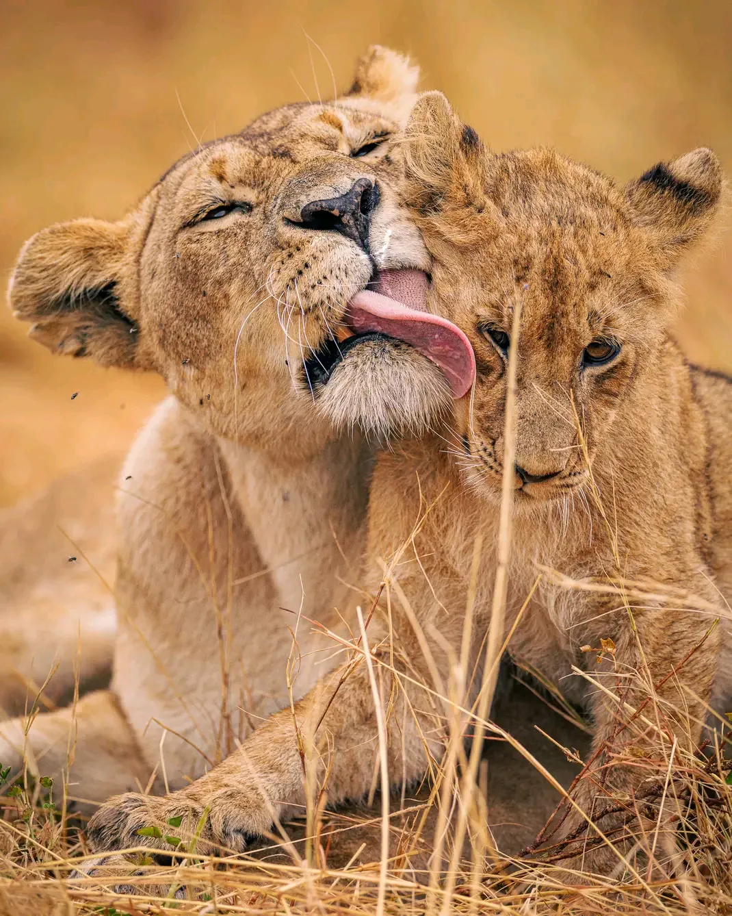 Lake Manyara Safari, Tanzania