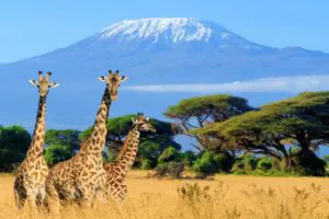 Best Time to Visit Tanzania