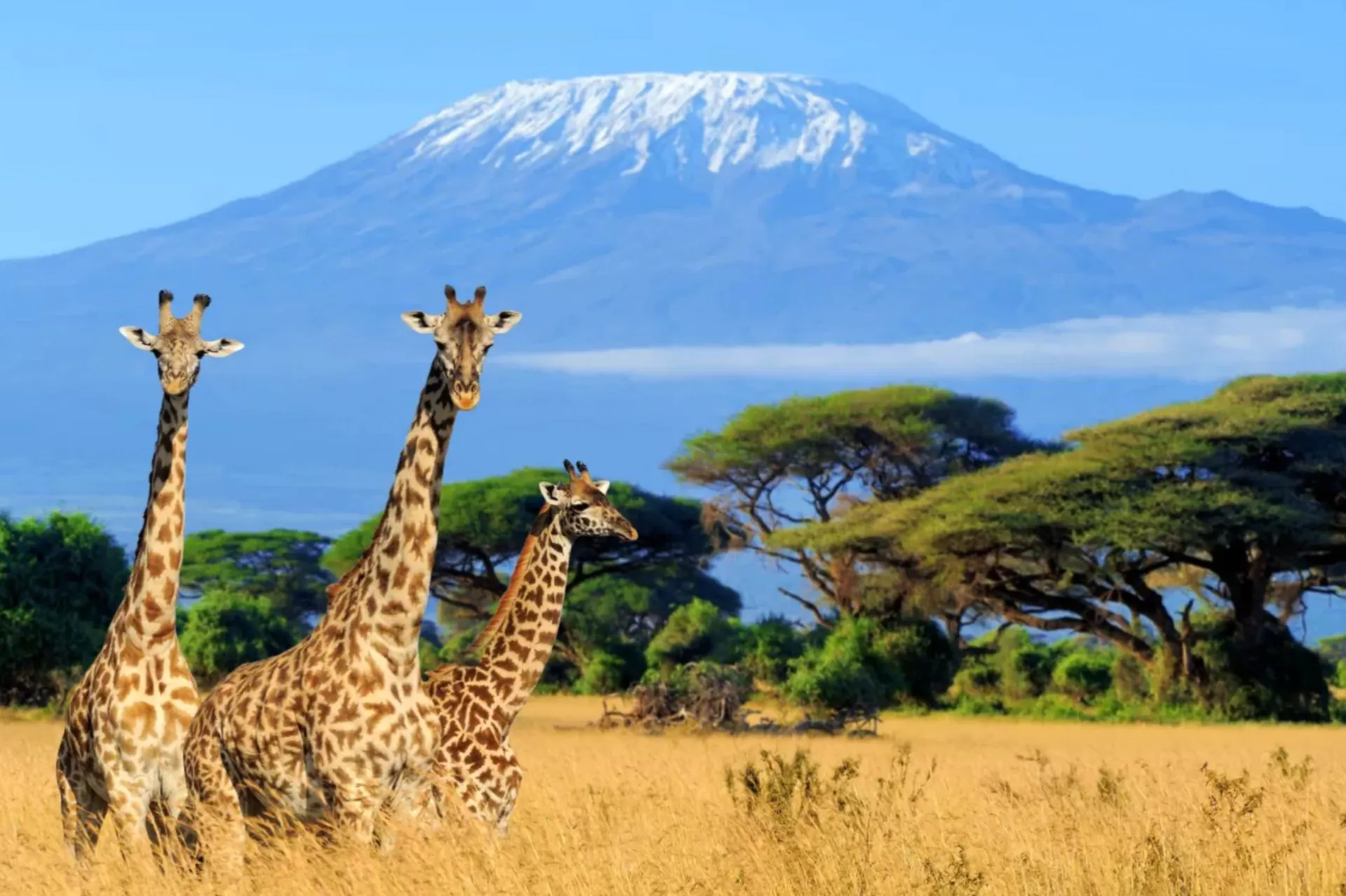 Tanzania wildlife safari, lion and giraffe
