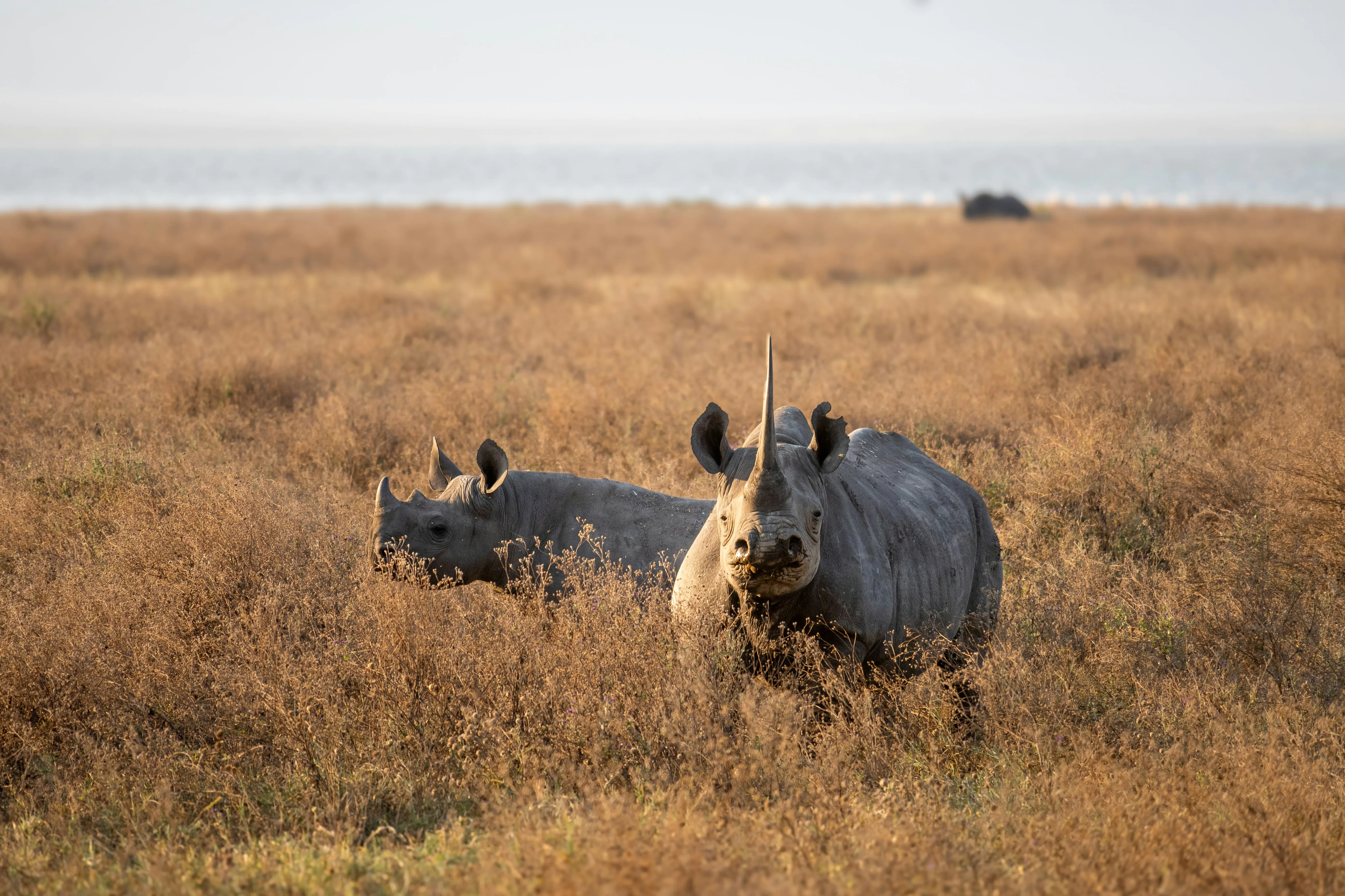 Tanzania wildlife diversity - placeholder, replace with a real photo
