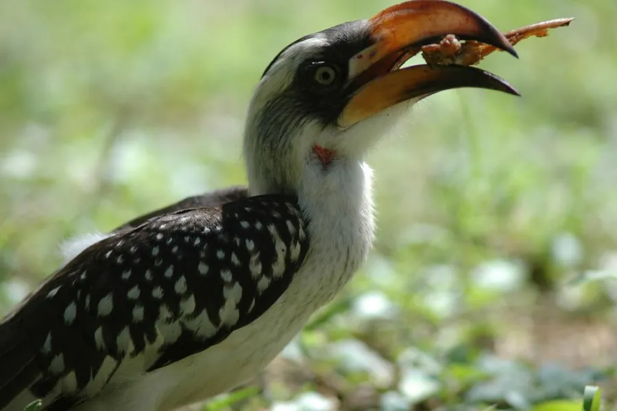 Hornbill perched in the savannah - placeholder, replace with a real photo